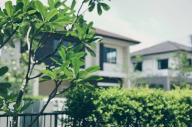 Bahçenin arka planı bulanık yeşil bitki desenli doğal manzara.