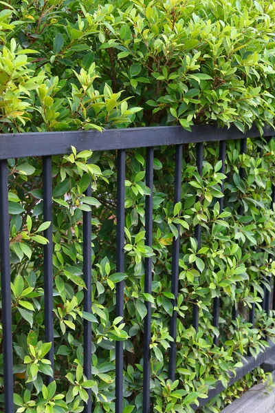 Recinzione in ferro nero della casa di confine con foglia verde di arbusto muro di crescita naturale in giardino — Foto Stock