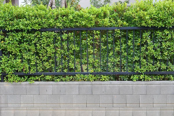Muro blocco di cemento e recinzione in ferro nero con foglia verde di arbusto che cresce nel giardino naturale — Foto Stock
