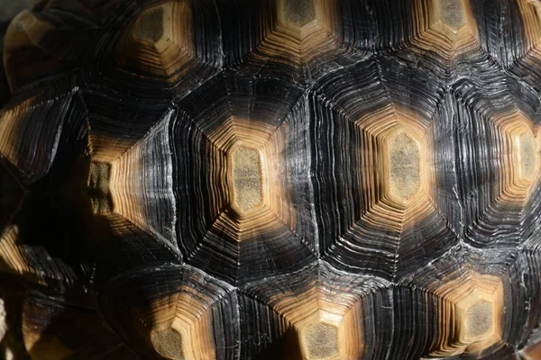 Mönster av hård sköldpadda, närbild bild av sköldpadda djur — Stockfoto