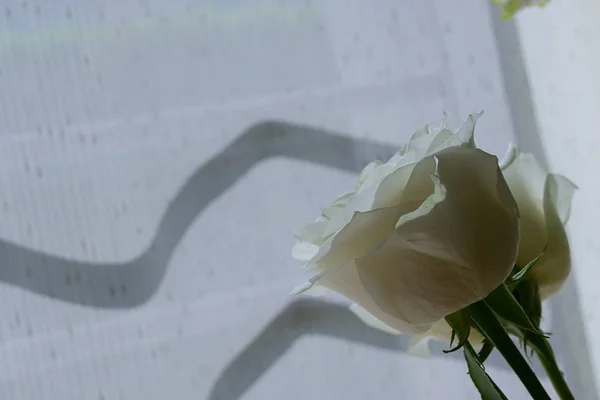 美丽的白玫瑰在早晨开花 — 图库照片