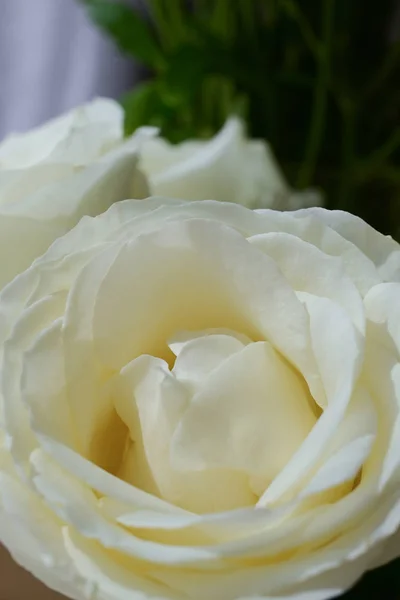 Güzel beyaz gül çiçekleri sabah çiçek açar. — Stok fotoğraf
