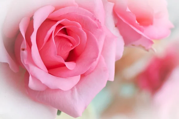 Bela rosa rosa flor, imagem usada para o fundo do casamento romântico — Fotografia de Stock