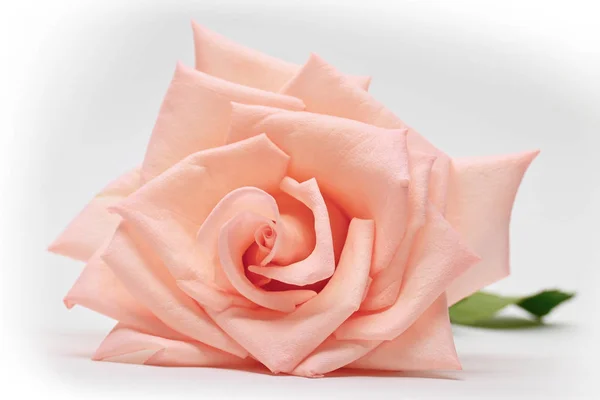 Flor de belleza solo rosa brote de flor de color oro aislado sobre fondo blanco — Foto de Stock