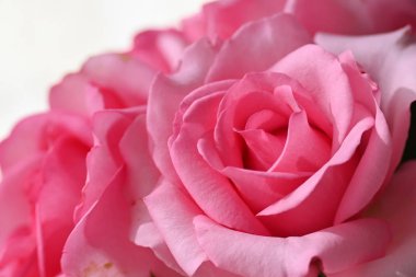 Güzel pembe gül çiçeği, romantik düğün geçmişi için kullanılan resim.