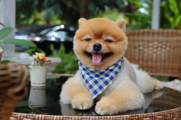 Brązowy pies pomeranian szczęśliwy uśmiech małego zwierzęcia — Zdjęcie stockowe