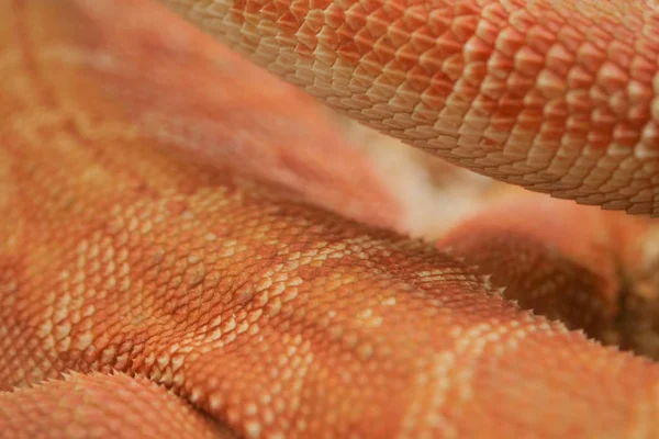 Närbild mönster hud, reptil djur av små exotiska husdjur — Stockfoto