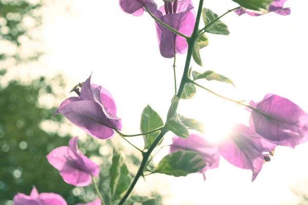 Flor de buganvilla rosa planta ornamental que florece en el día de la mañana — Foto de Stock