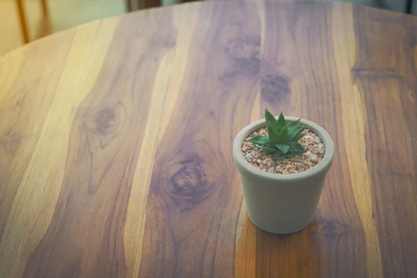 Planta suculenta na decoração potted pequena posta na tabela de madeira — Fotografia de Stock