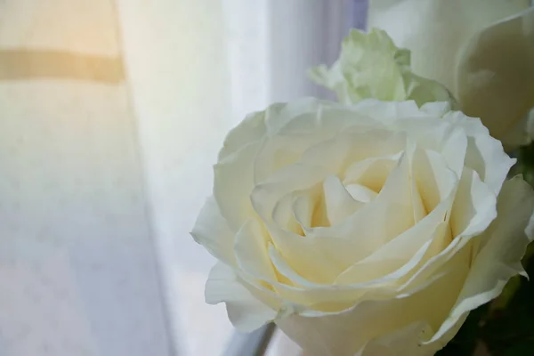 Beautiful white rose flower blossom in the morning day — Stock Photo, Image