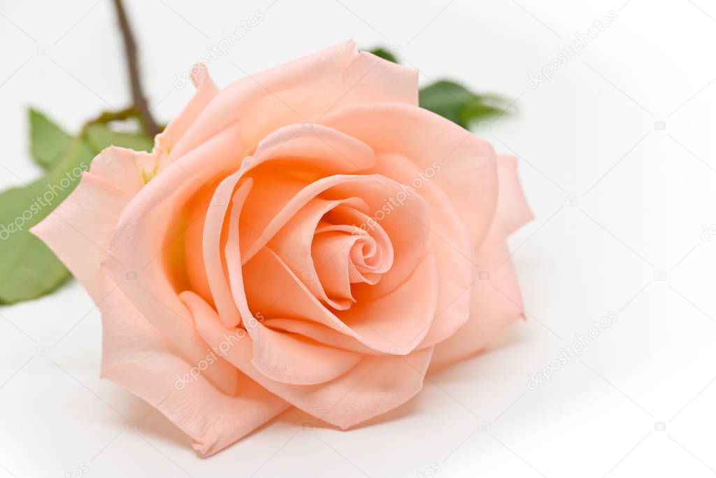 single beauty flower rose gold color blossom bud isolated on white background