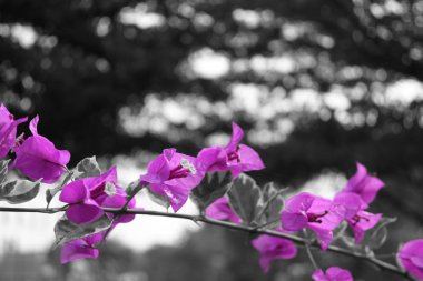 Pembe bougainvillea çiçeği süs bitkisi sabah çiçek açıyor.