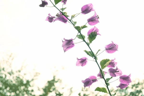 Flor de buganvilla rosa planta ornamental que florece en el día de la mañana — Foto de Stock