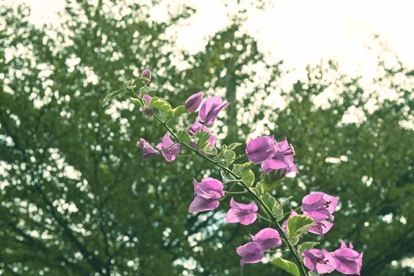 Różowy bougainvillea kwiat ozdobny roślina kwitnąca w dzień rano — Zdjęcie stockowe