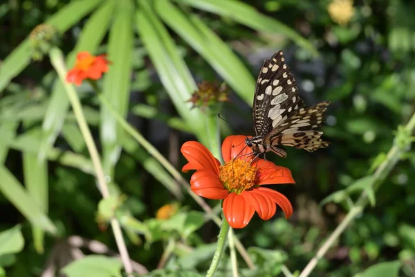 Schöner Schmetterling auf orangefarbener Blume am Morgen — Stockfoto
