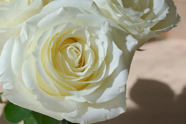 Vacker vit ros blomma på morgonen dag — Stockfoto