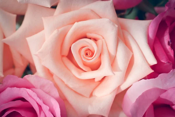 Bella rosa arancio colore oro fiore fioritura al mattino, immagine utilizzata per il matrimonio amore romantico — Foto Stock