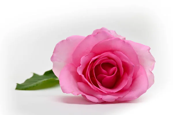 Beautiful pink rose flower blossom bud isolated on white background — 스톡 사진