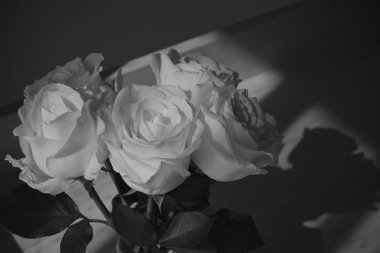 Gül çiçeği açan, resim siyah ve beyaz tek renk tonu