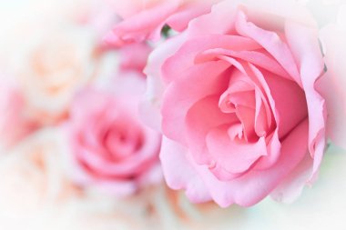 Güzel pembe gül çiçeği, romantik düğün geçmişi için kullanılan resim.