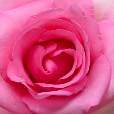 Güzel kalp şeklinde taç yaprağı olan pembe gül çiçeği, romantik bir düğün için kullanılan resim.