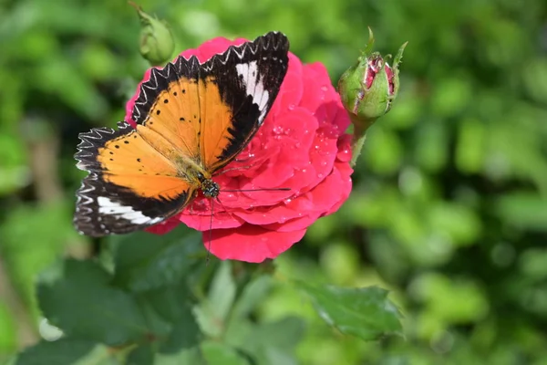 Оранжевый и черный узор на крыле бабочки на розовом розовом цветке с капли росы воды на лепестке в утренний прекрасный день — стоковое фото