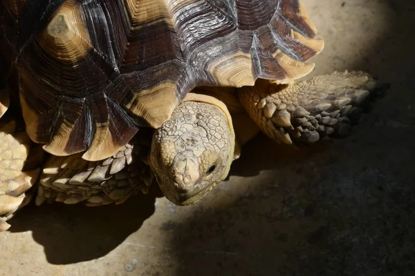 Langlebiges Schildkrötentier in freier Wildbahn — Stockfoto