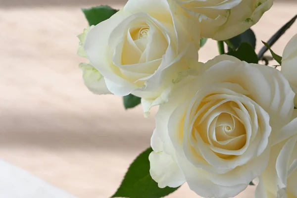Güzel beyaz gül çiçekleri sabah çiçek açıyor. — Stok fotoğraf