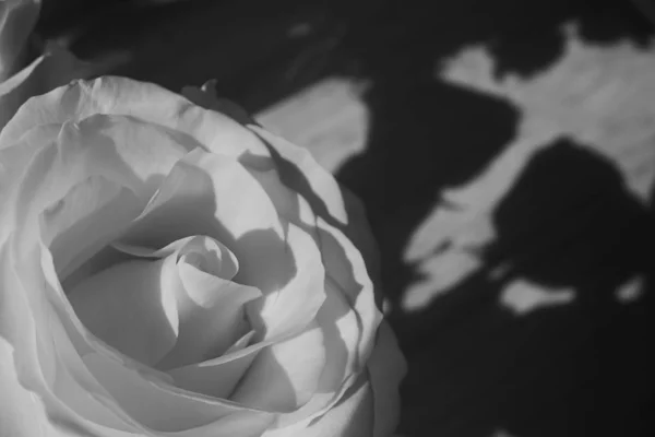 Fleur rose fleurissant, image ton monochrome noir et blanc — Photo