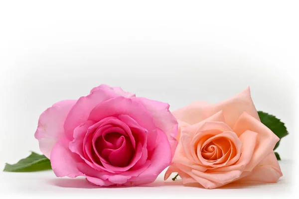 美丽的粉红色和橙色玫瑰花朵，白色背景隔离 — 图库照片