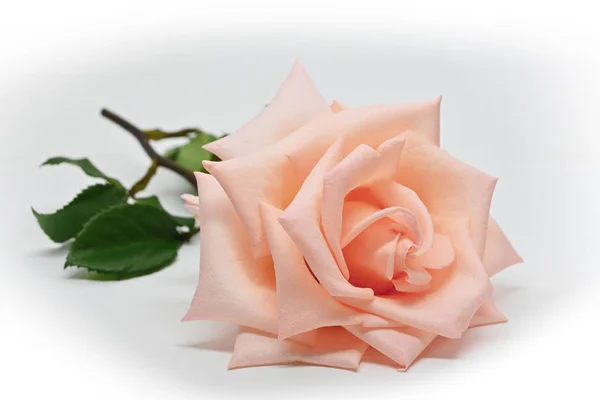 Jednoduchá oranžová růže květ izolované na bílém pozadí — Stock fotografie