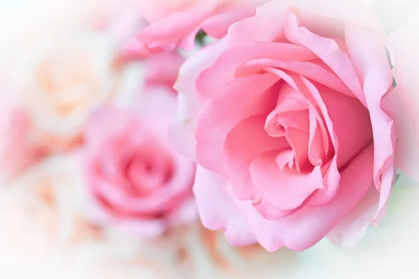 Bellissimo fiore rosa rosa, immagine utilizzata per lo sfondo romantico matrimonio — Foto Stock