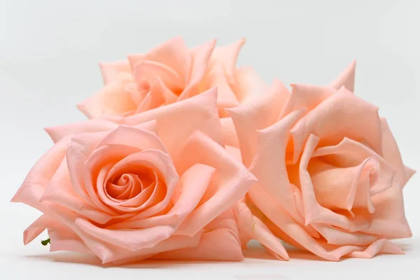 Tre bel fiore rosa oro colore isolato su sfondo bianco — Foto Stock