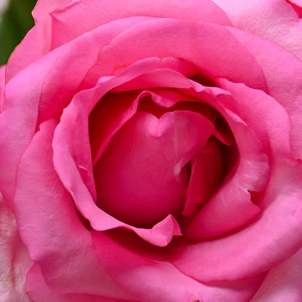 Rosa rosa rosa flor com rugas pétala murcha, imagem usada para o cuidado da pele de conceito de beleza — Fotografia de Stock