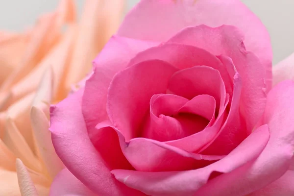 Rosa rosa fiore con petalo bella forma di cuore, immagine utilizzata per il matrimonio romantico di sfondo amore — Foto Stock