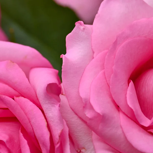 Rosa rosa fiore con rughe appassire petalo, immagine utilizzata per la cura della pelle di concetto di bellezza — Foto Stock
