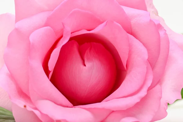 Beautiful pink rose flower, concept image of couple sexual orgasm — Stock Photo, Image