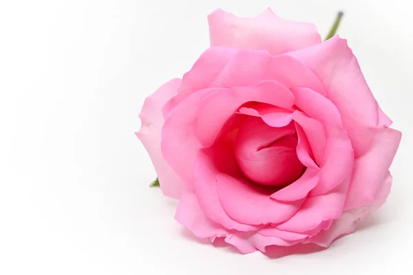 Vacker rosa ros blomma isolerad på vit bakgrund, begreppet bild av par sexuell orgasm — Stockfoto