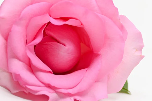 Beautiful pink rose flower, concept image of couple sexual orgasm — Stock Photo, Image