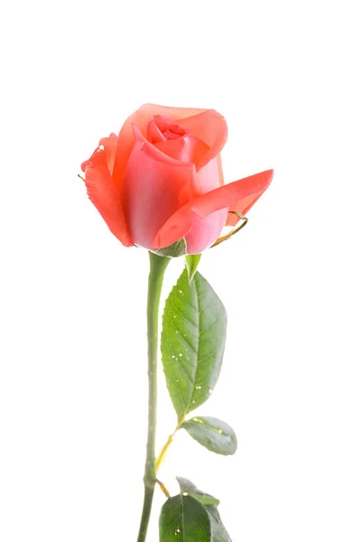 Fleur de rose orange isolée sur fond blanc — Photo
