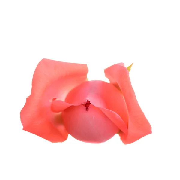 Bourgeon orange rose fleur isolée sur fond blanc — Photo