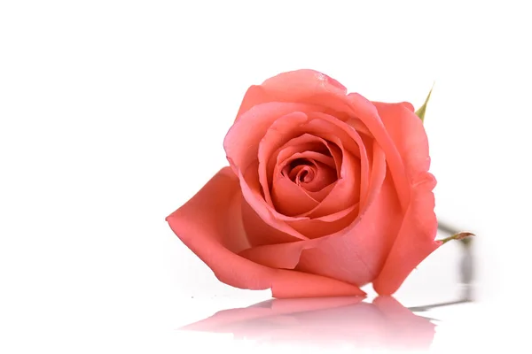 橘红色玫瑰花语孤立的白色背景上 — 图库照片