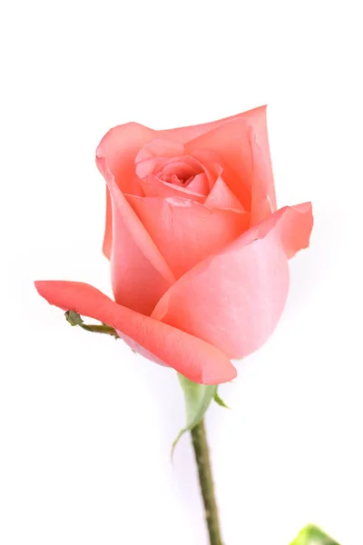 Rosa naranja flor aislada sobre fondo blanco — Foto de Stock