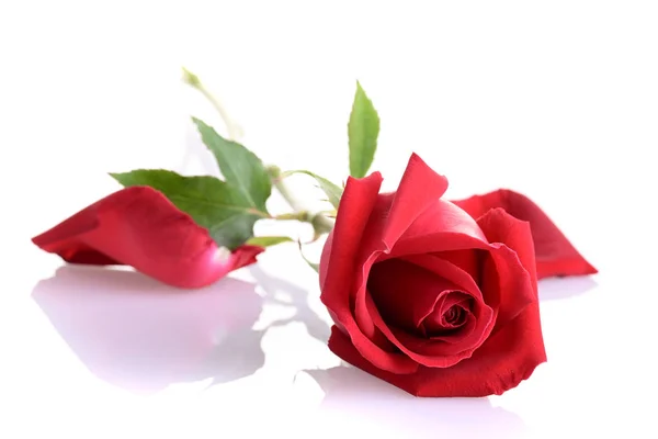 하얀 배경에 따로 피어 있는 붉은 장미 꽃 — 스톡 사진