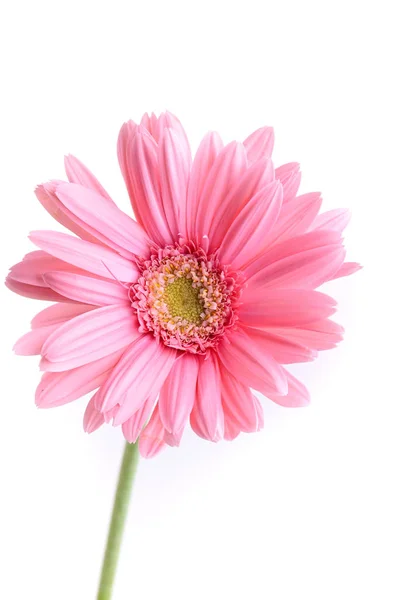 Rosa gerbera florescendo na primavera, bela única flor isolada no fundo branco — Fotografia de Stock