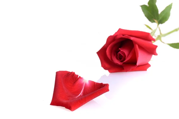 Κόκκινο τριαντάφυλλο λουλούδι απομονωμένο σε λευκό φόντο — Φωτογραφία Αρχείου