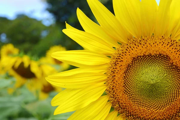 Flor de girasol floreciendo en la naturaleza tropical — Foto de Stock