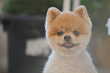 Pomeranian köpeği şirin evcil hayvan Sabahları gülümsüyor