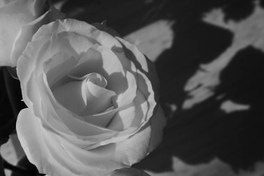 Gül çiçeği açan, resim siyah ve beyaz tek renk tonu