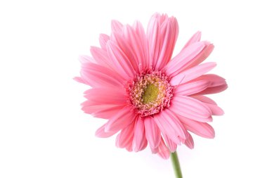 İlkbaharda açan pembe gerbera, beyaz arka planda izole edilmiş güzel tek bir çiçek.